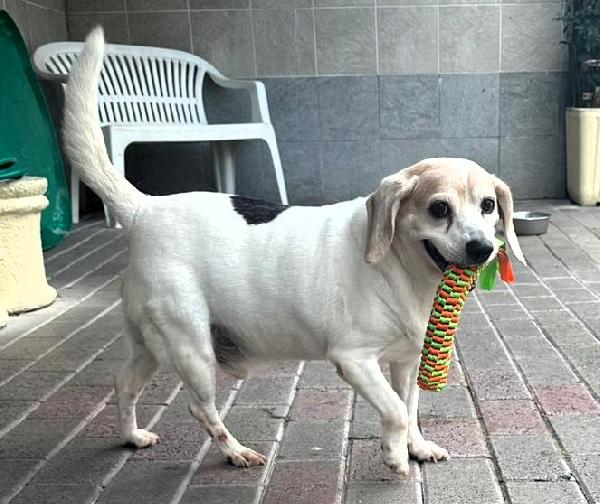BALOO MINI BEAGLE Foto 7
